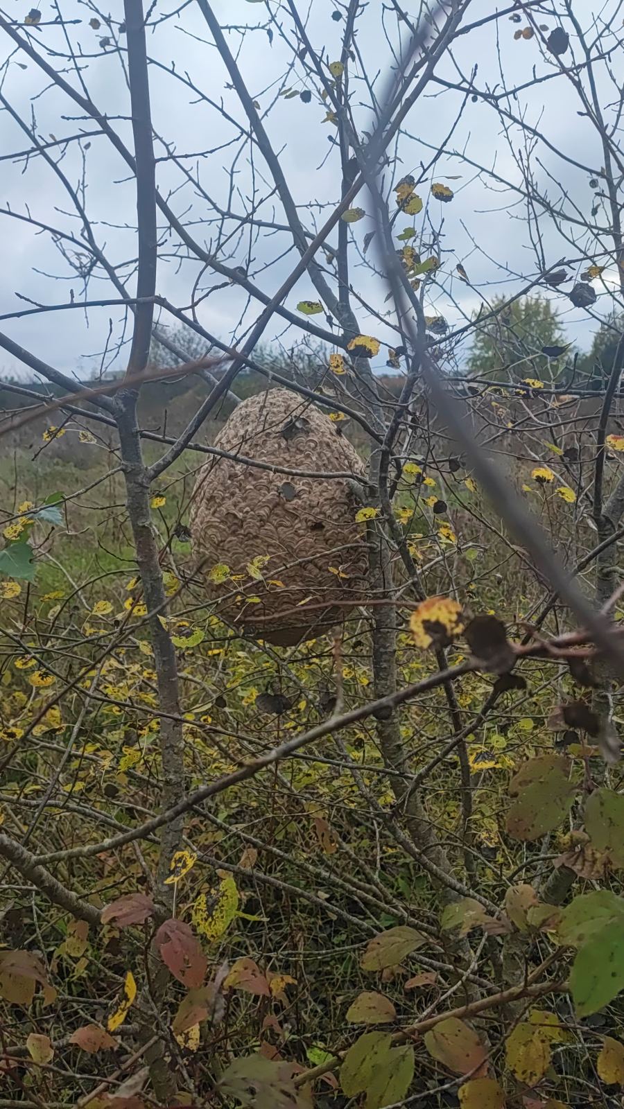 CERTI4D — intervention