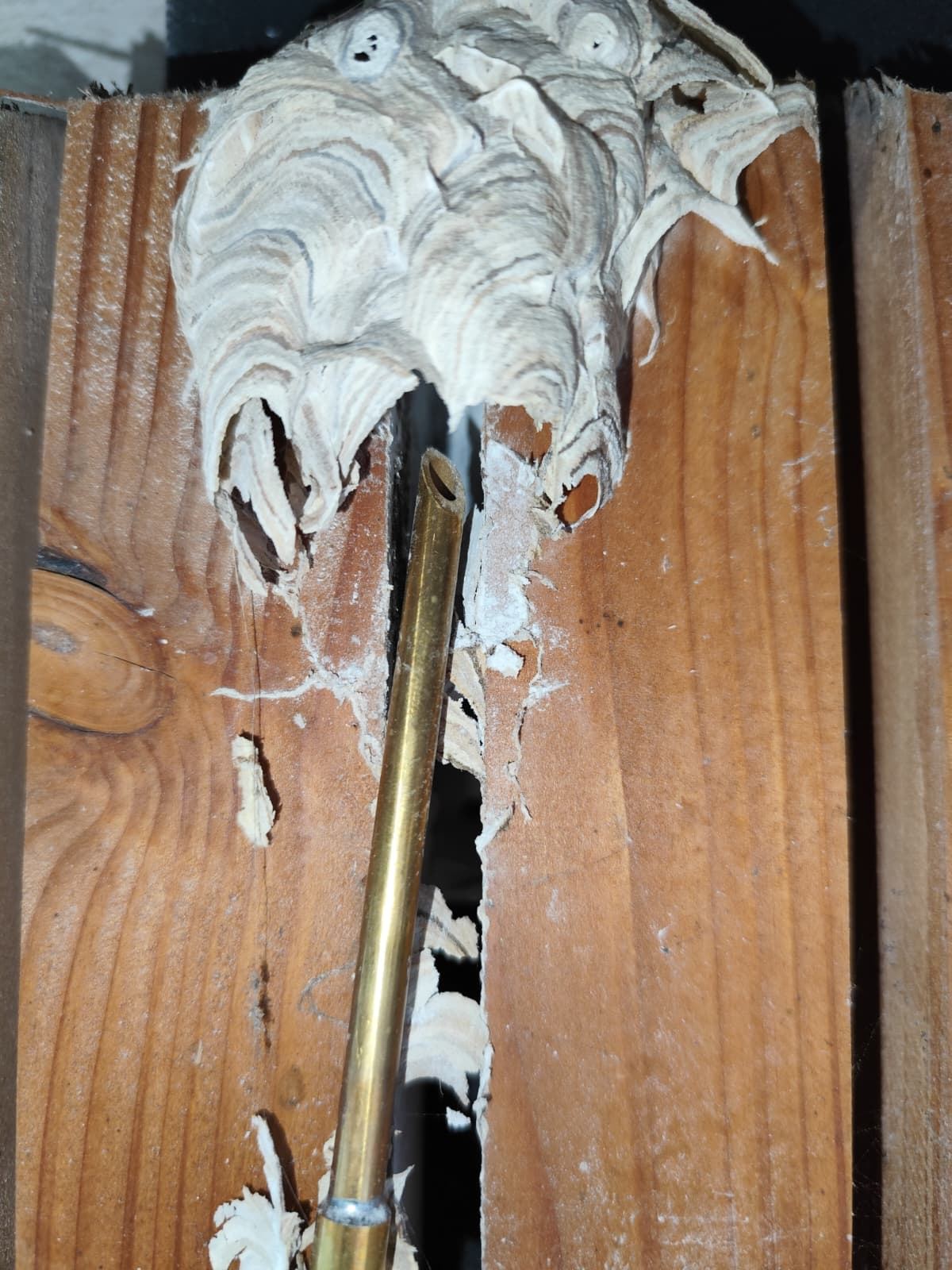 Rance Nuisibles Régulation — intervention