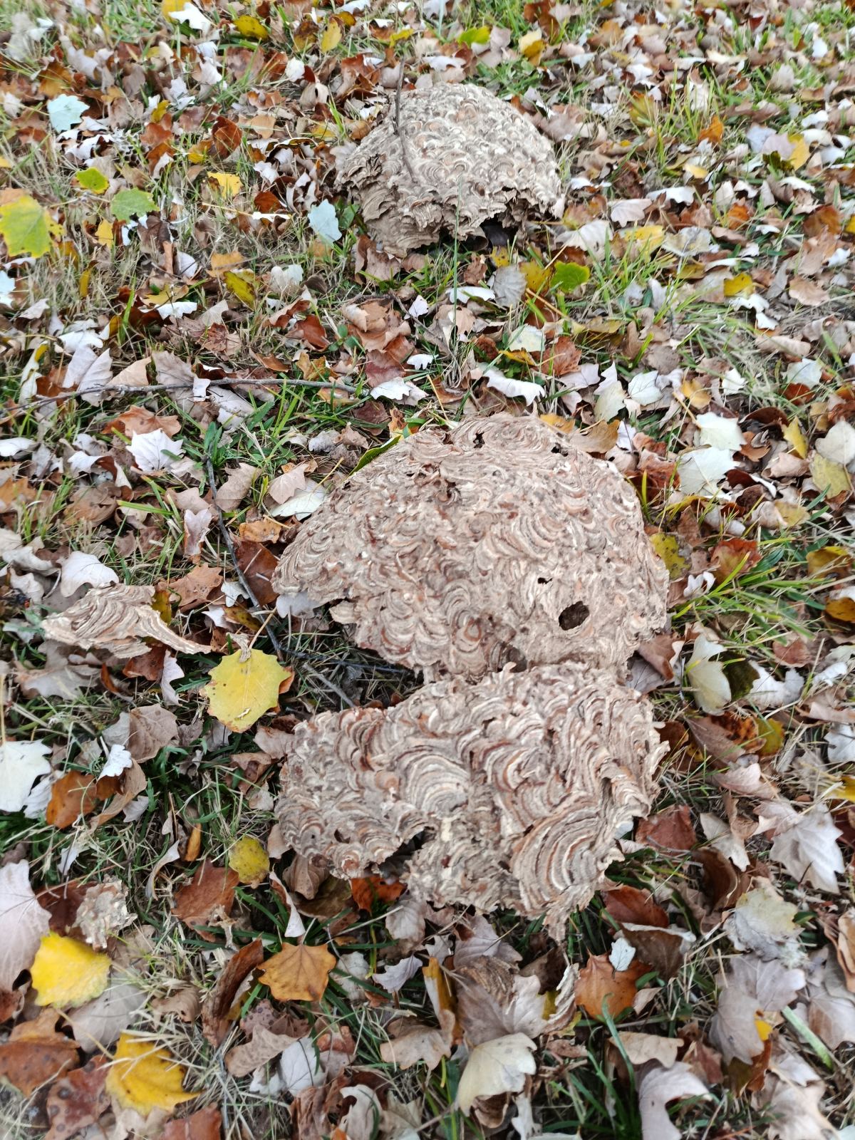 Jrnuisibles — intervention