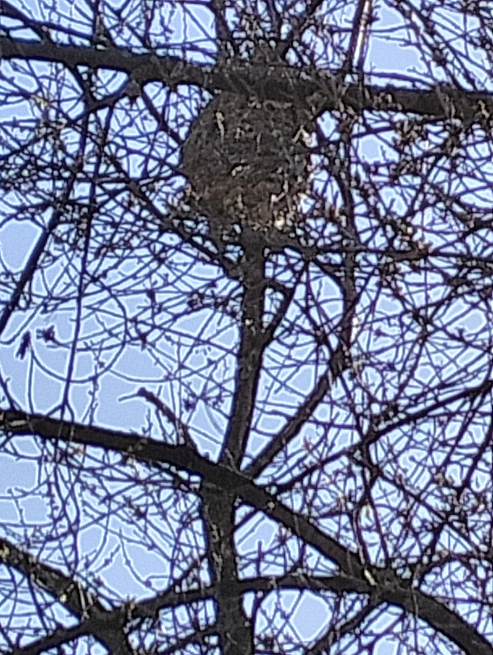 Photo du nid de frelon asiatique signalé à Guizancourt