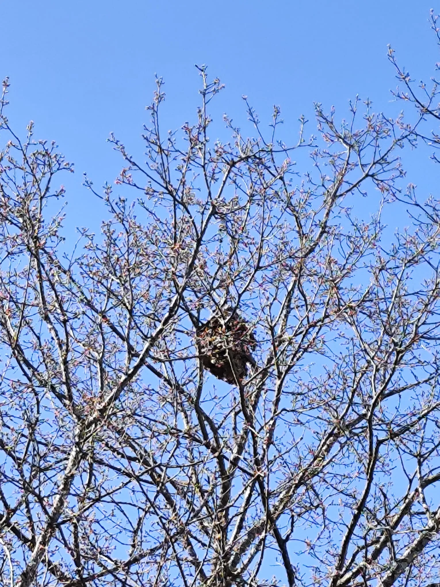 Photo du nid de frelon asiatique signalé à Espalion