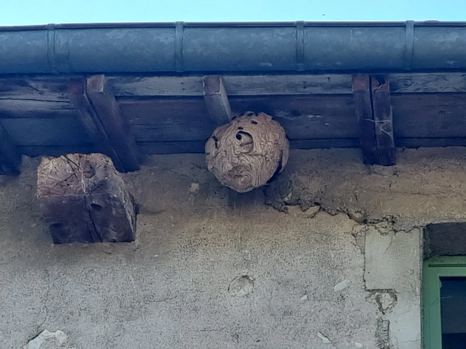 Photo du nid de frelon asiatique signalé à Duisans