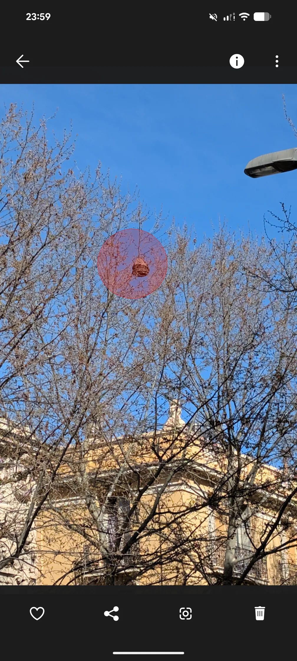 Photo du nid de frelon asiatique signalé à Perpignan