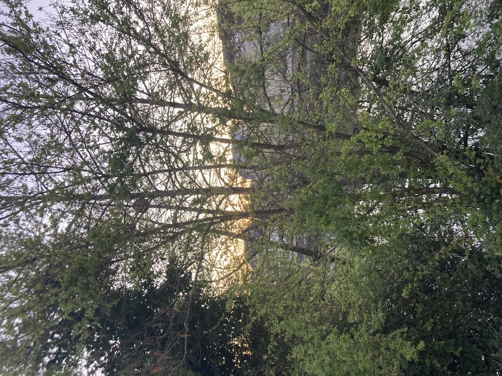 Photo du nid de frelon asiatique signalé à Périgueux