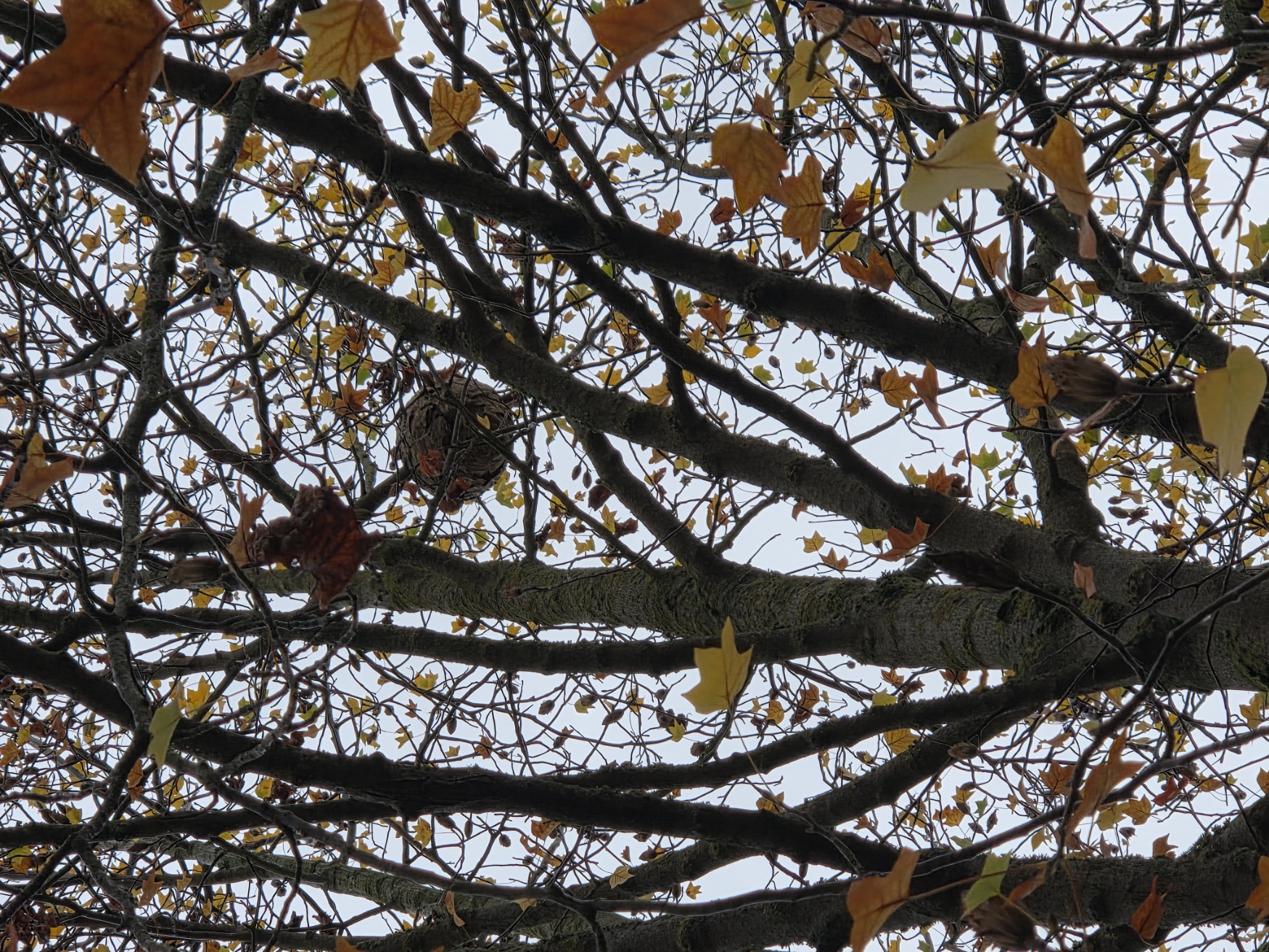 Photo supplémentaire du signalement #101