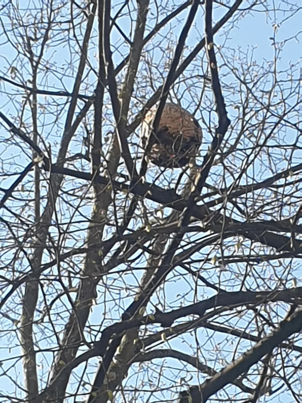 Photo du nid de frelon asiatique signalé à Strasbourg