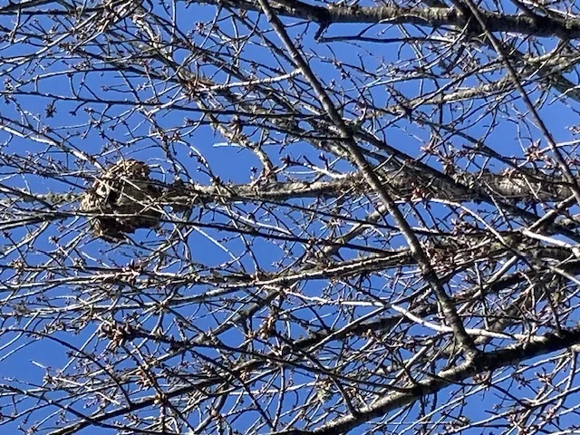Photo du nid de frelon asiatique signalé à La Roche-Posay