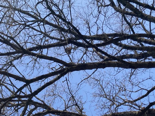 Photo du nid de frelon asiatique signalé à La Roche-Posay