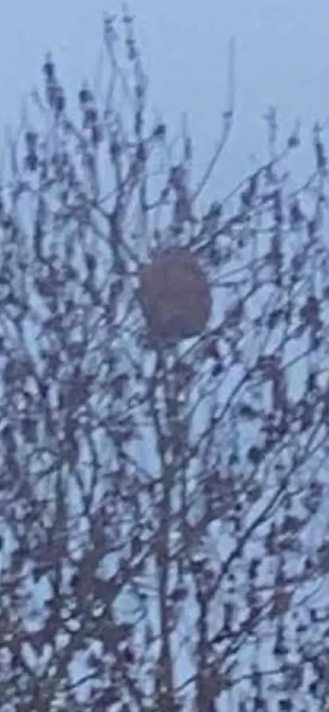 Photo du signalement #1019