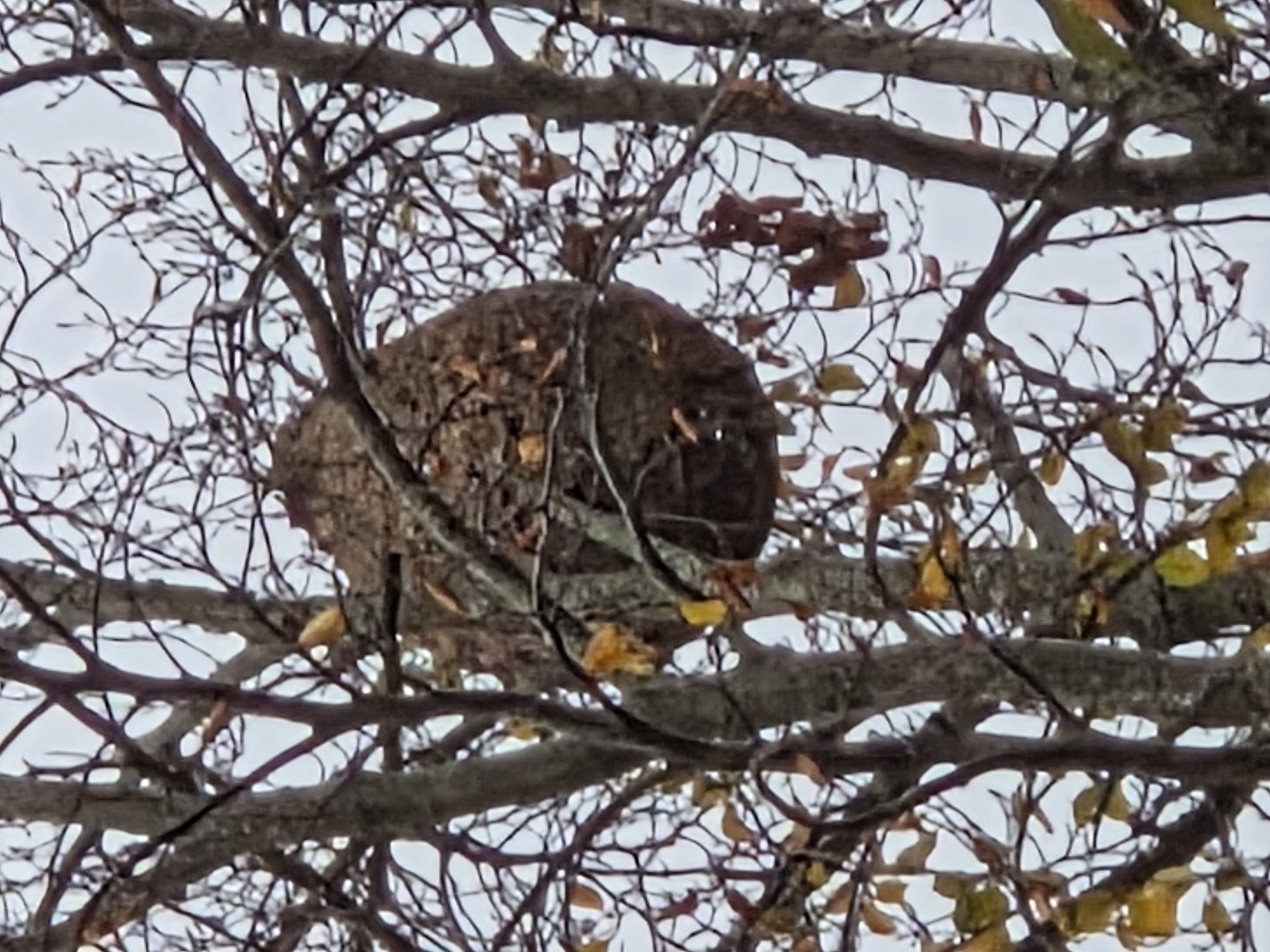 Photo supplémentaire du signalement #102