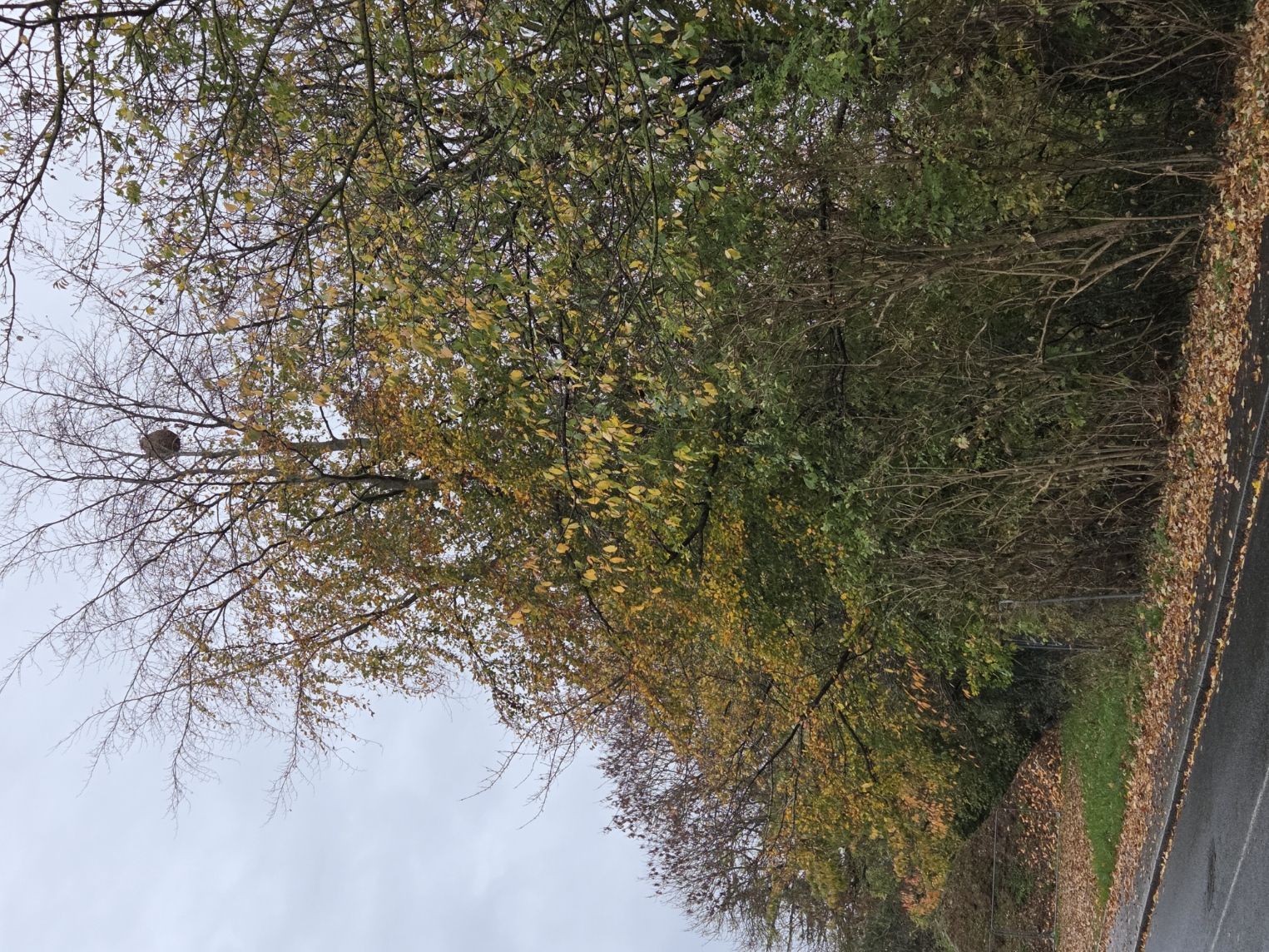 Photo supplémentaire du signalement #102