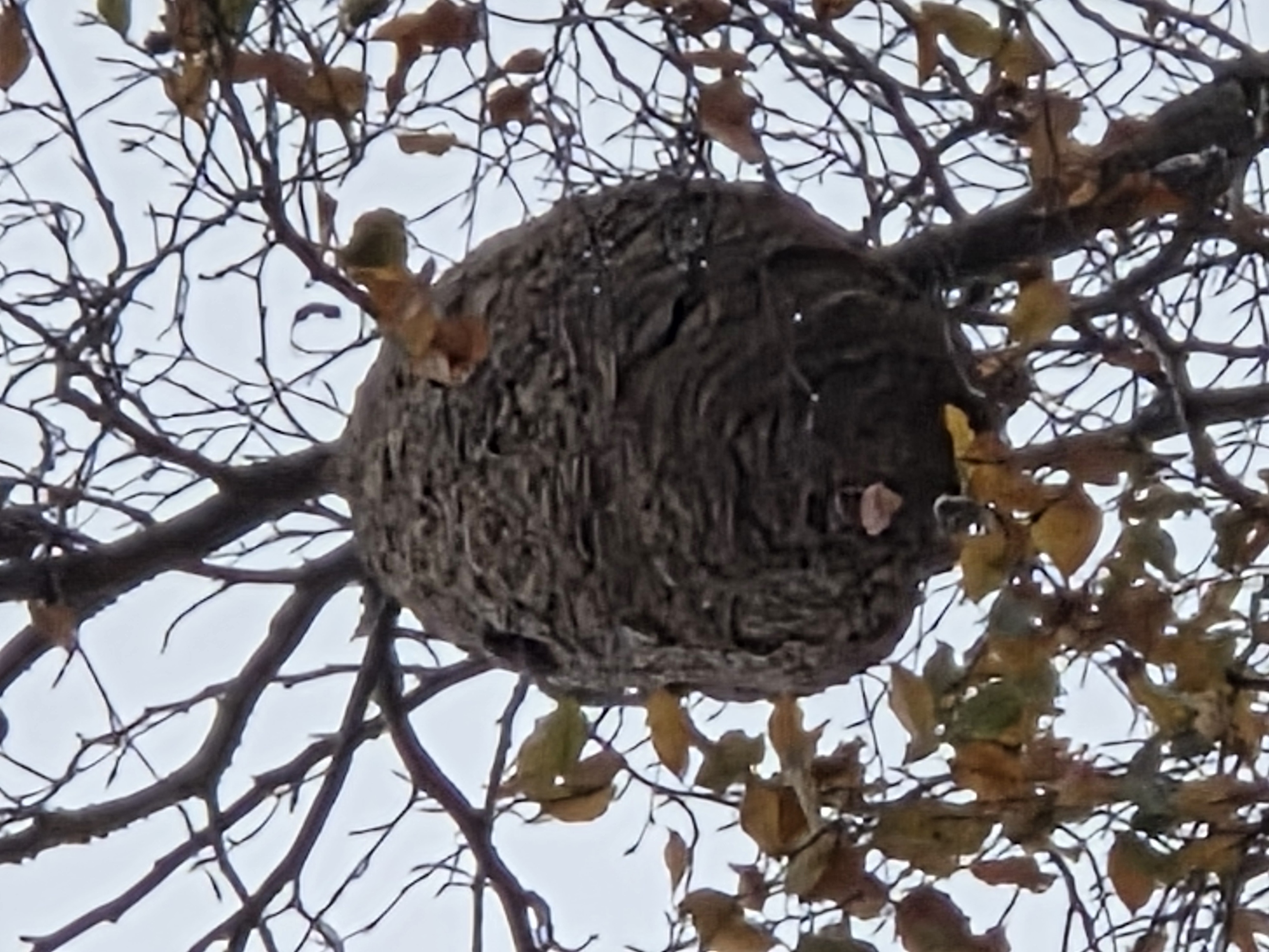 Photo supplémentaire du signalement #102