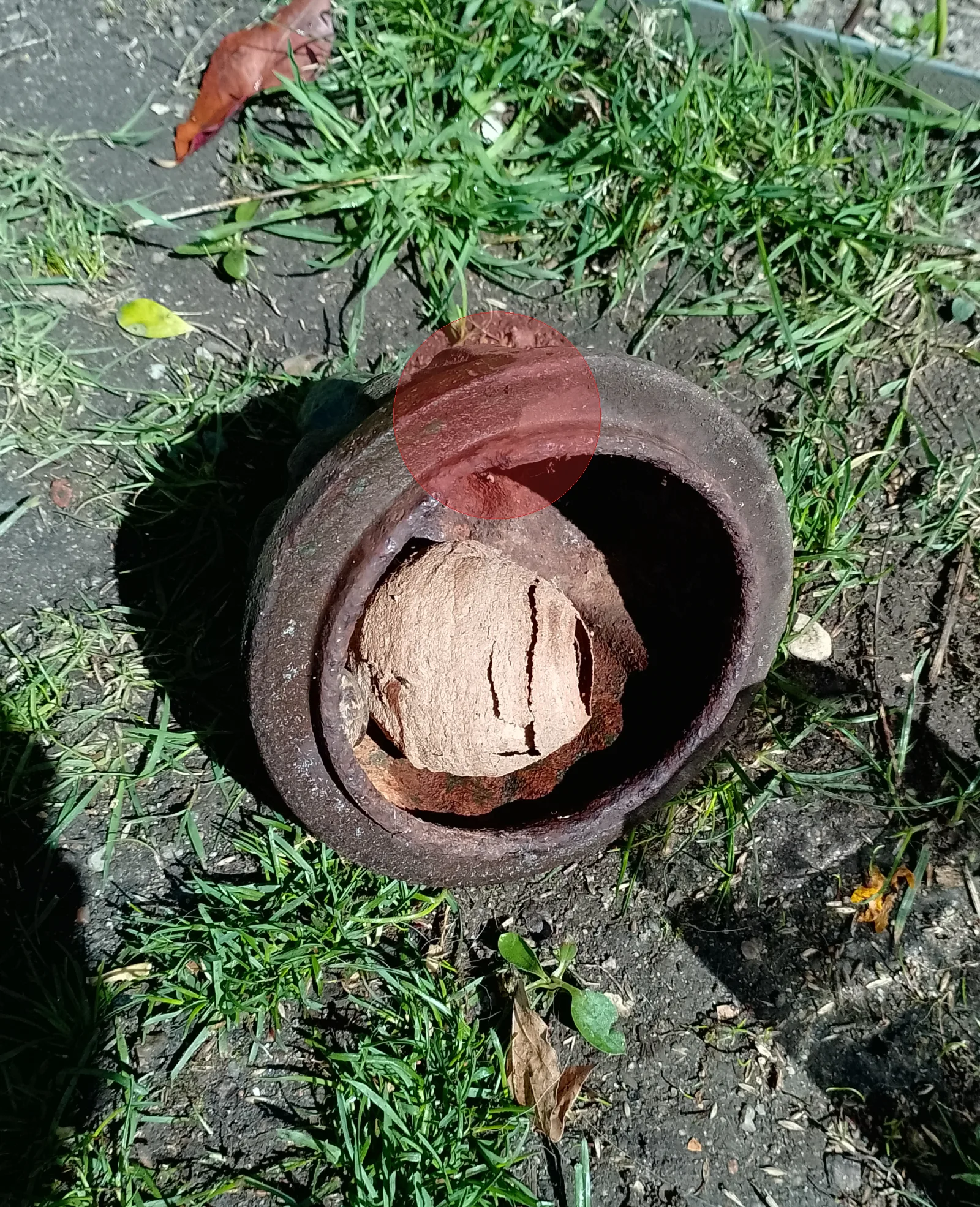 Nid de frelon asiatique à Tours (37)