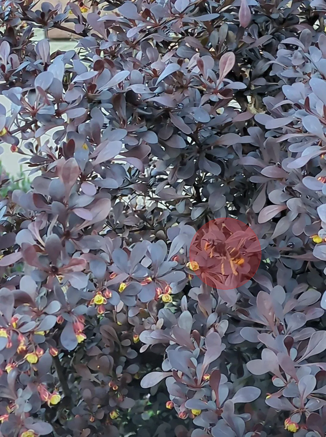 Nid de frelon asiatique à Ottrott (67)