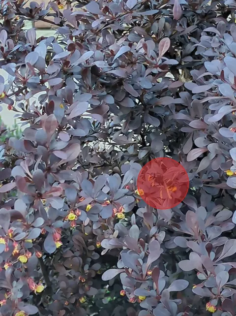 Signalement à Ottrott