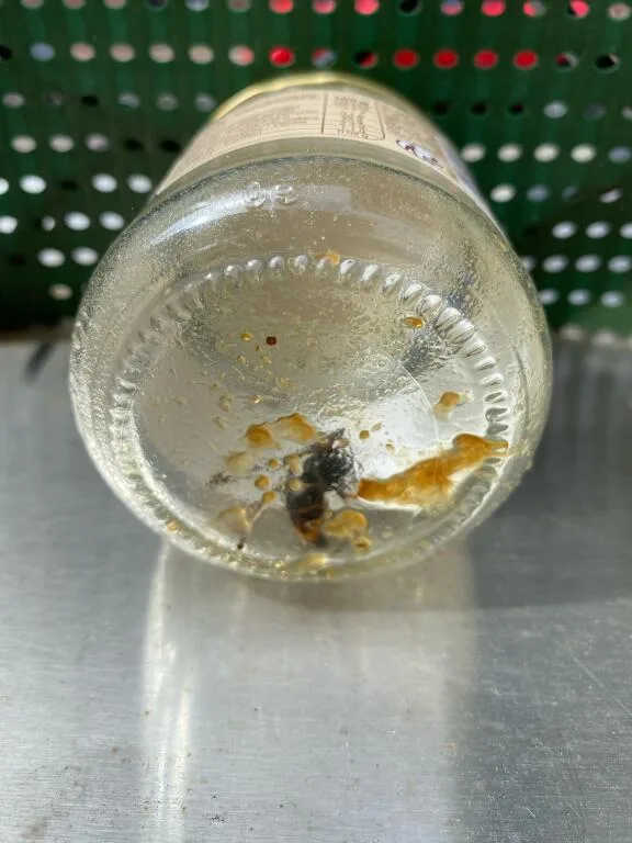 Nid de frelon asiatique à Montreuil (93)