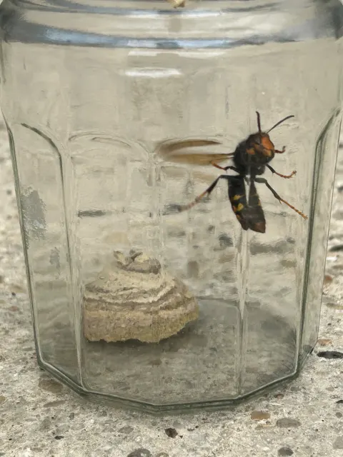 Photo du signalement #1069