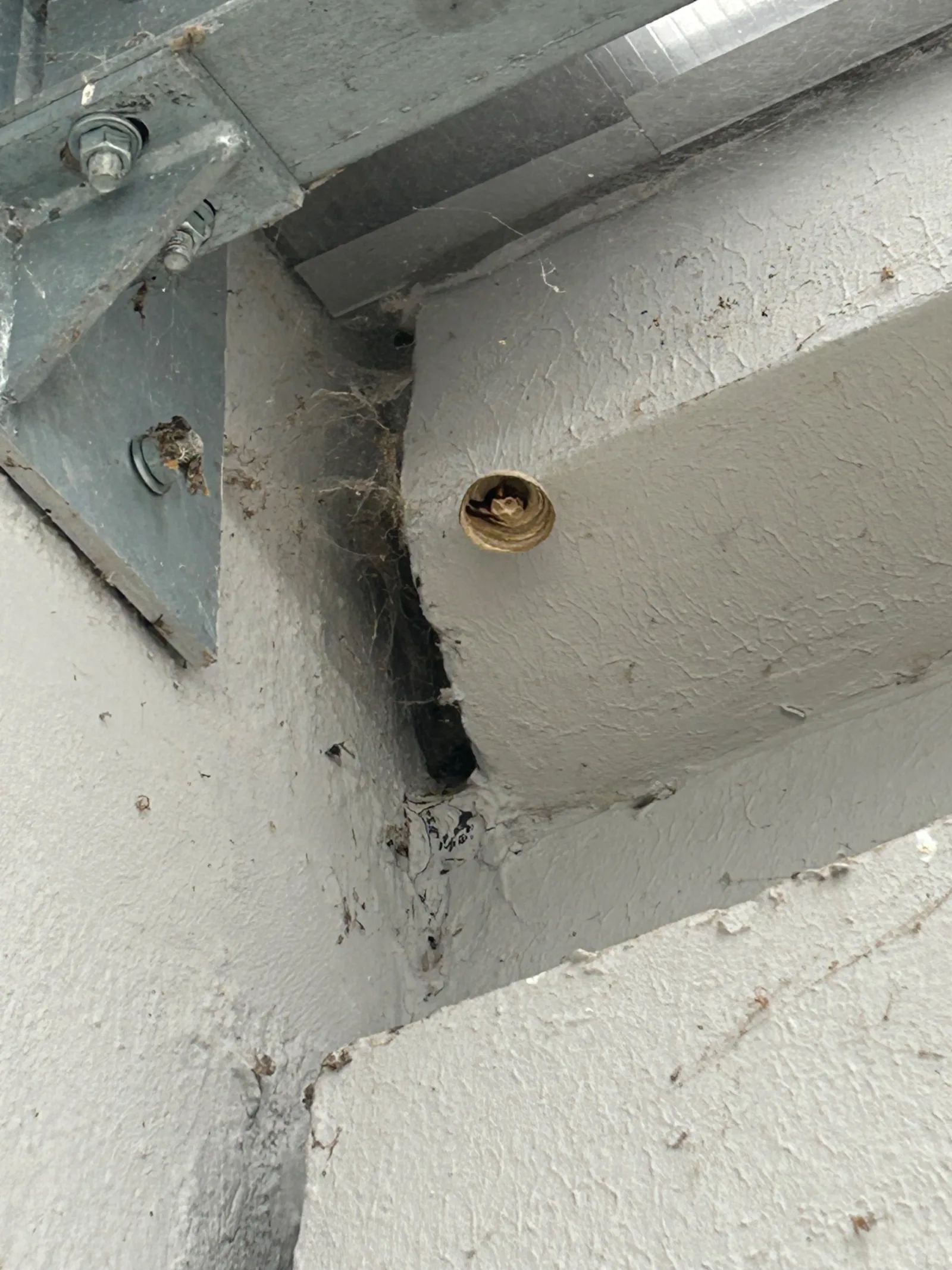 Nid de frelon asiatique à Beaurevoir (02)