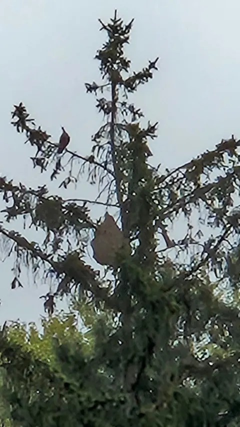 Photo du signalement #1071