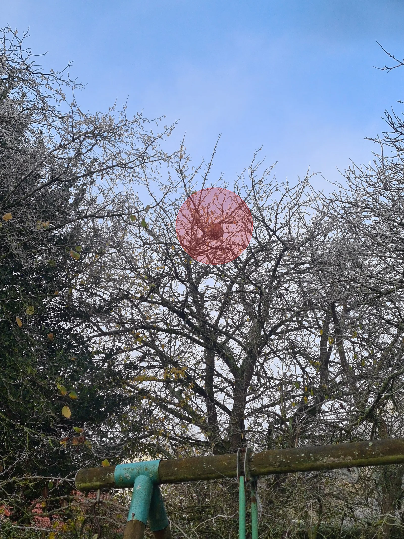 Nid de frelon asiatique à Bapaume (62)