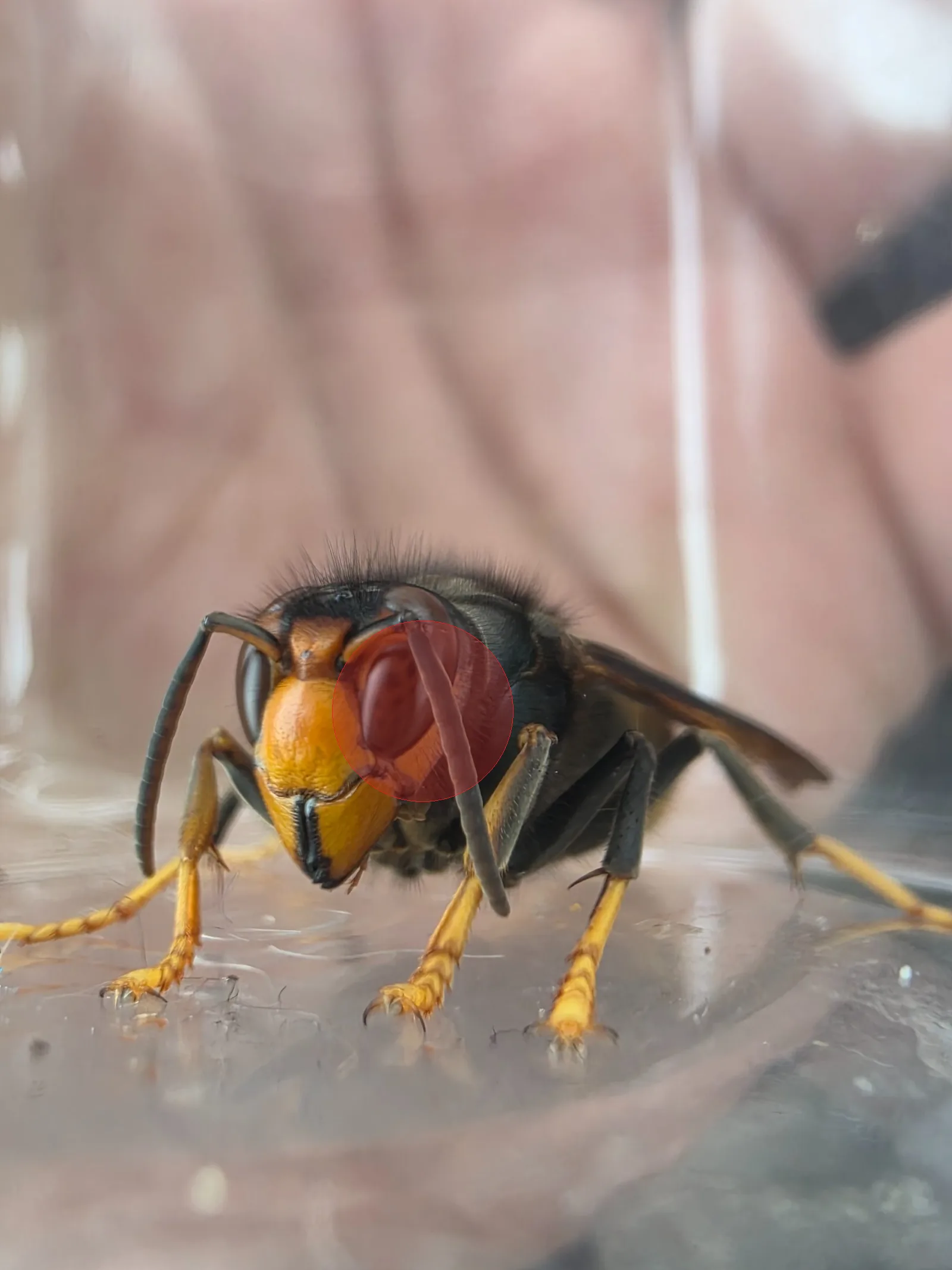 Nid de frelon asiatique à Ebersheim (67)