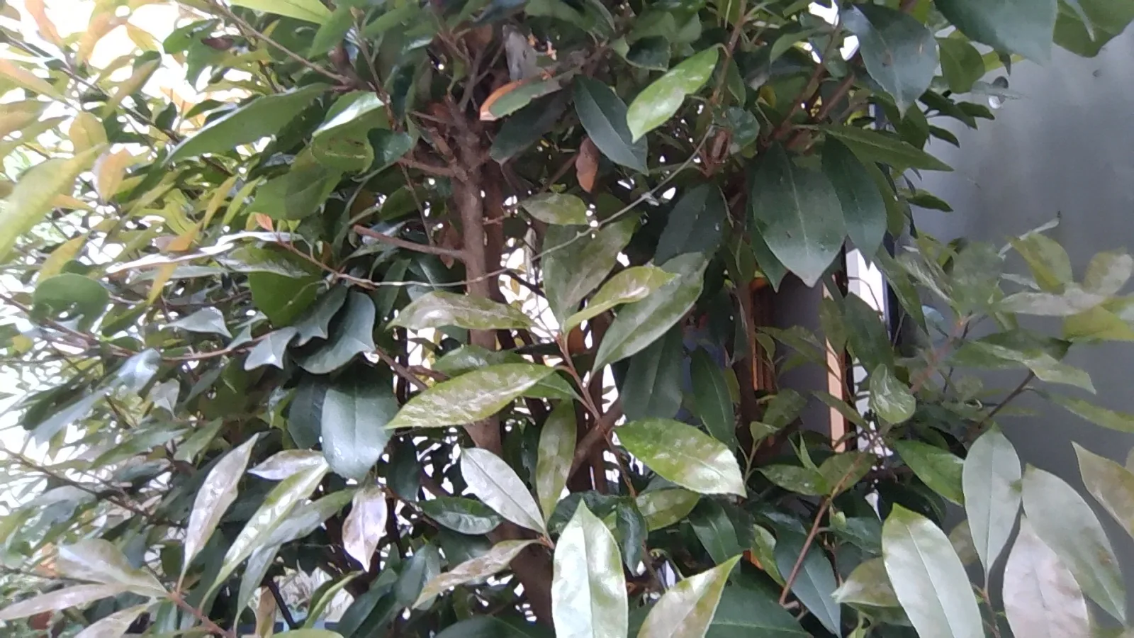 Nid de frelon asiatique à Montreuil (93)