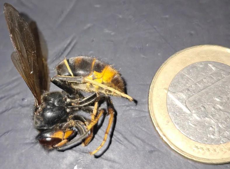 Nid de frelon asiatique à Le Chesnay-Rocquencourt (78)