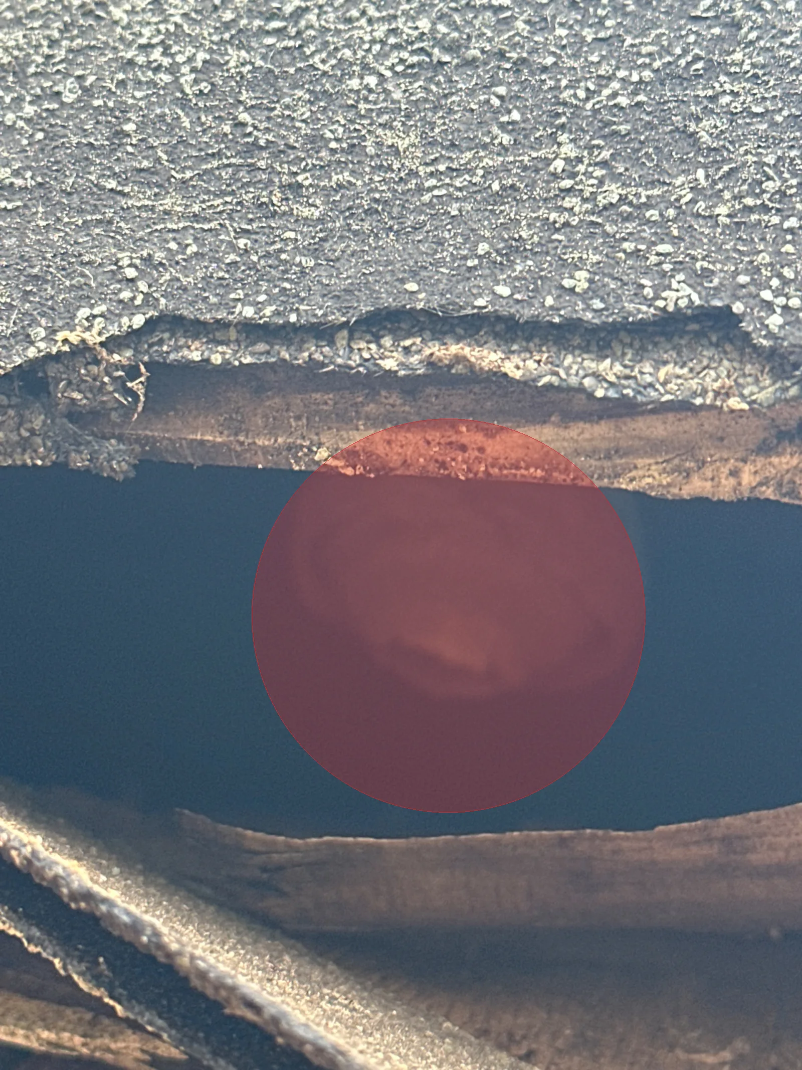 Nid de frelon asiatique à Ombrée d'Anjou (49)