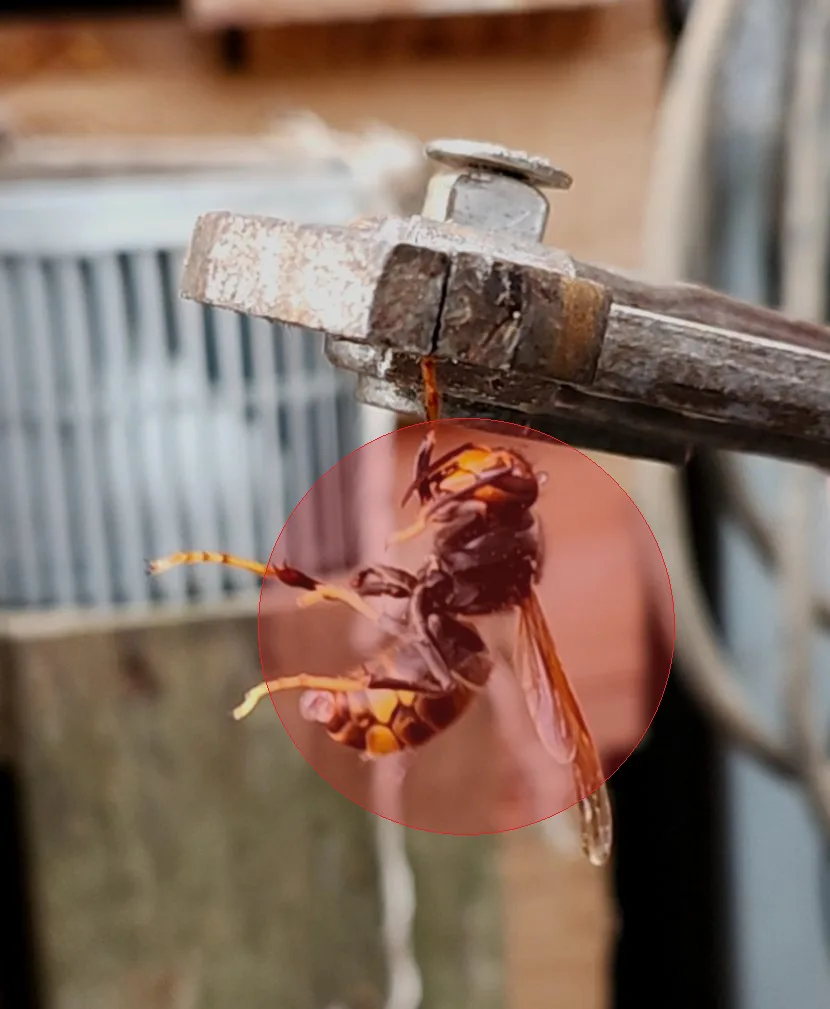 Nid de frelon asiatique à Tincques (62)