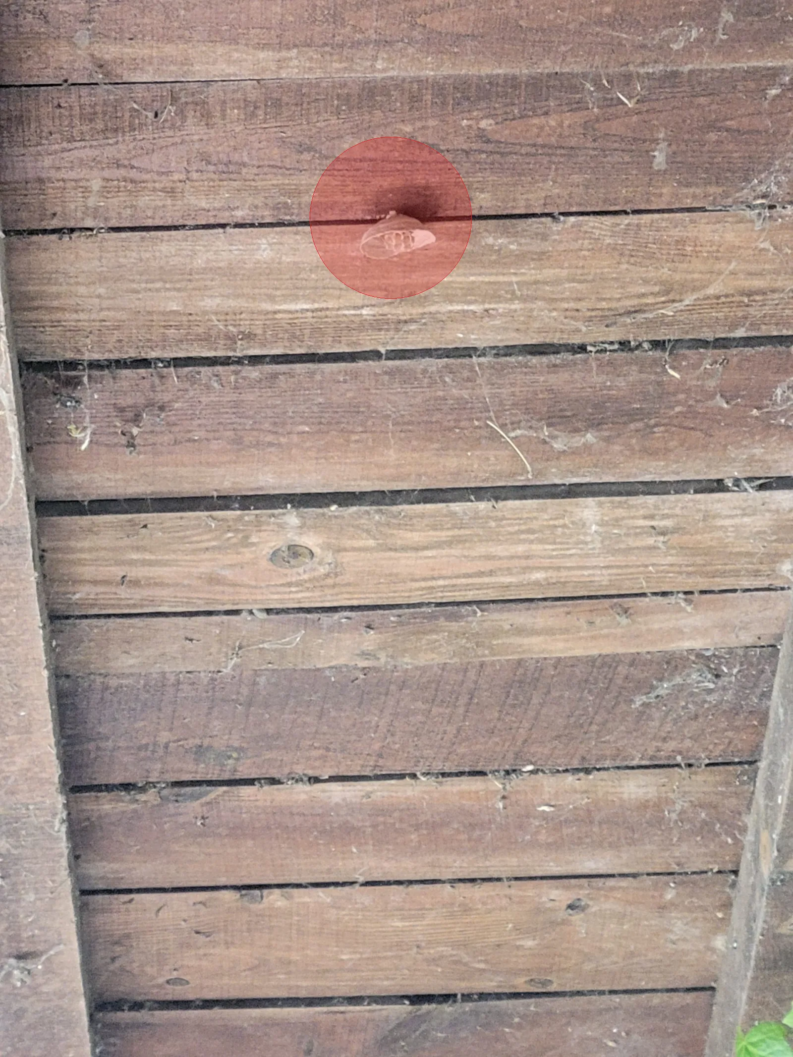 Nid de frelon asiatique à Ambarès-et-Lagrave (33)