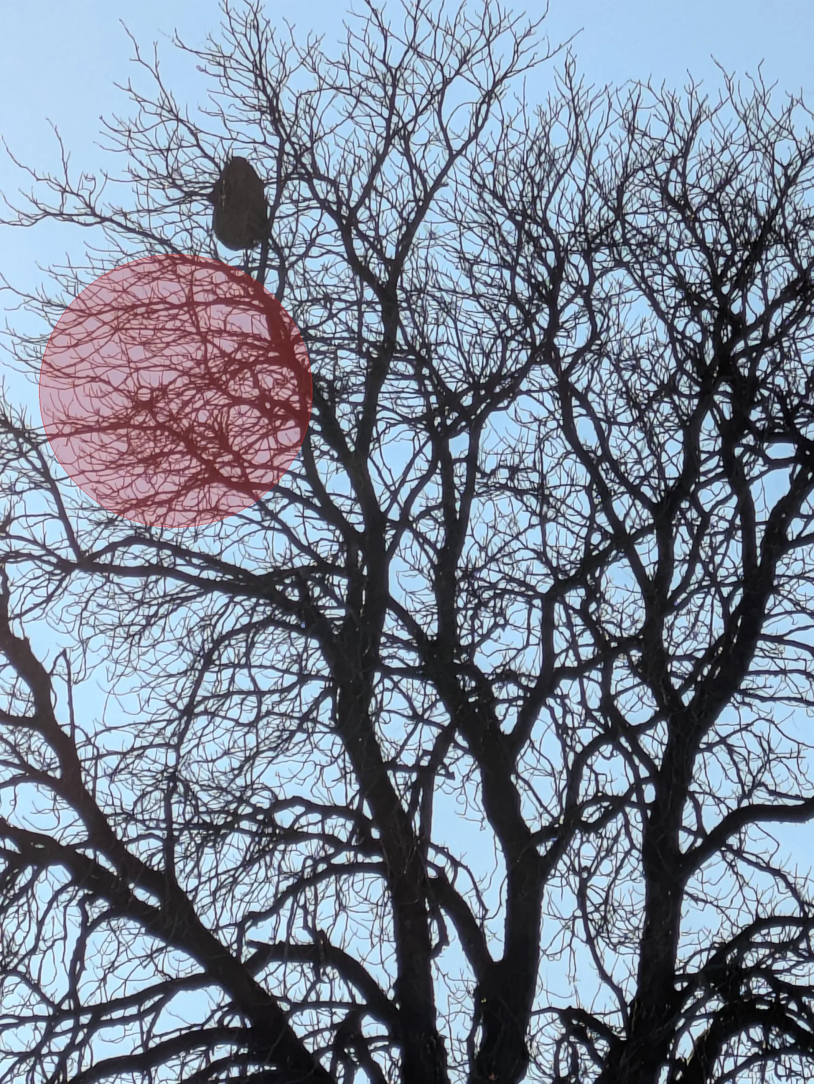 Nid de frelon asiatique à Clisson (44)