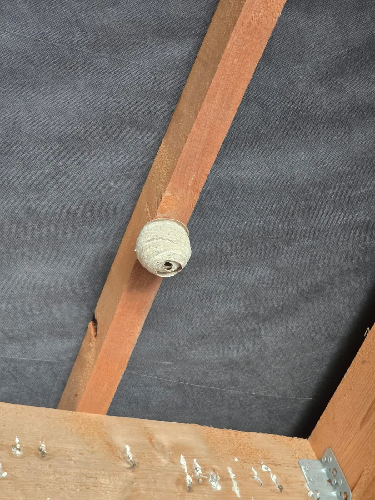 Nid de frelon asiatique à Dourdan (91)