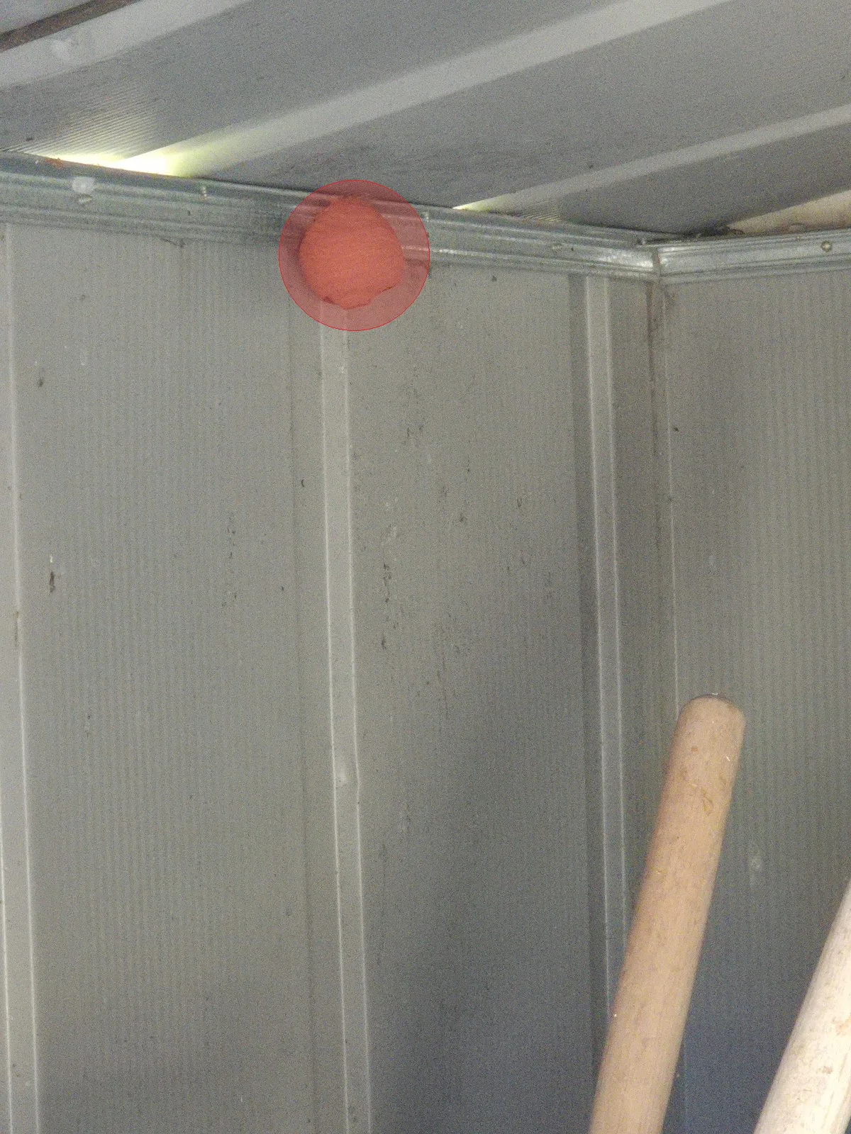 Nid de frelon asiatique à Solliès-Pont (83)