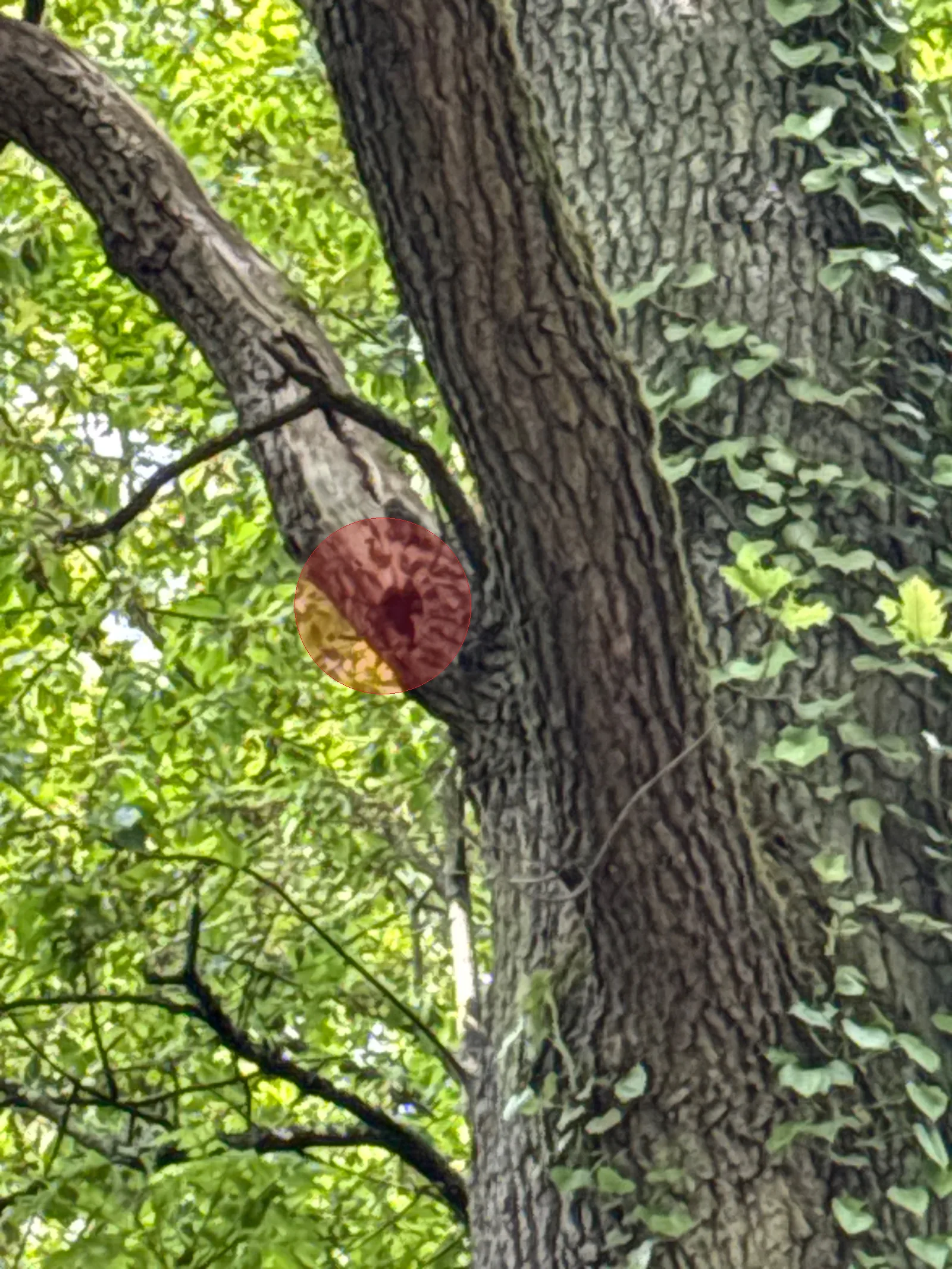 Nid / nuisance à Guyancourt (78)