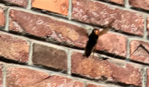 Photo du signalement #1089