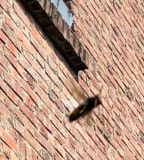 Photo du signalement #1089