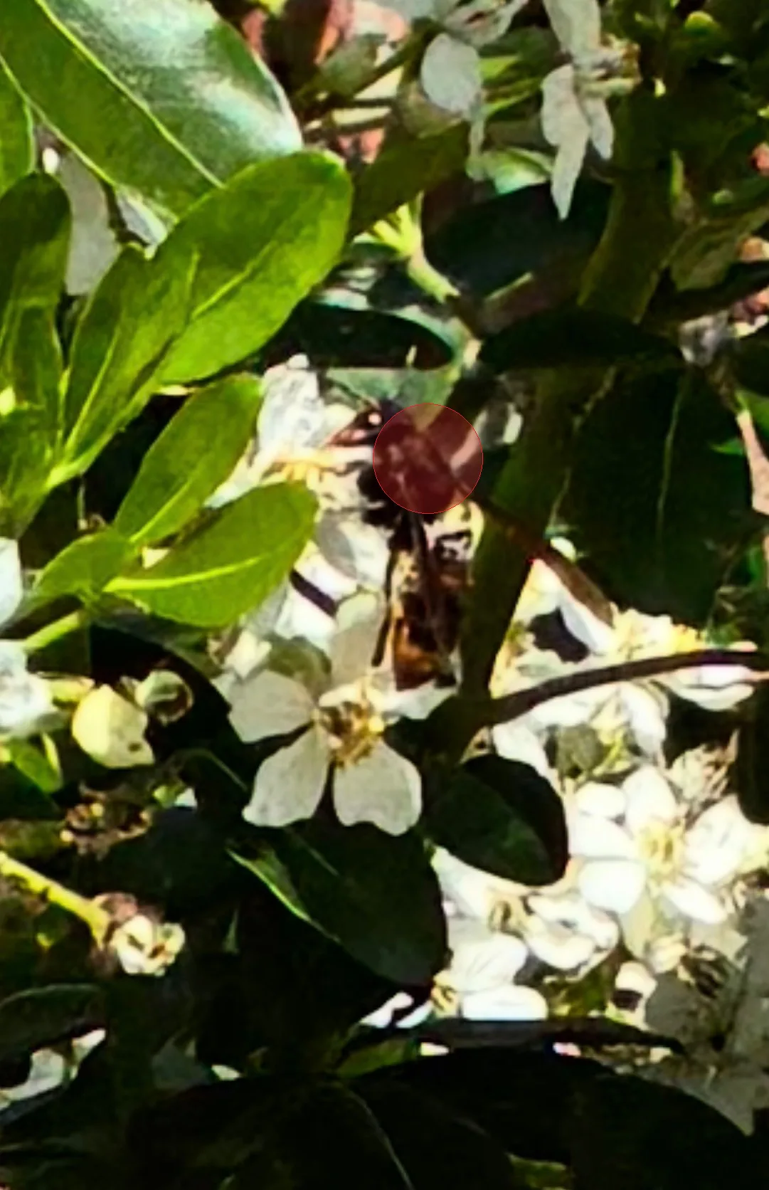 Nid de frelon asiatique à Lille (59)