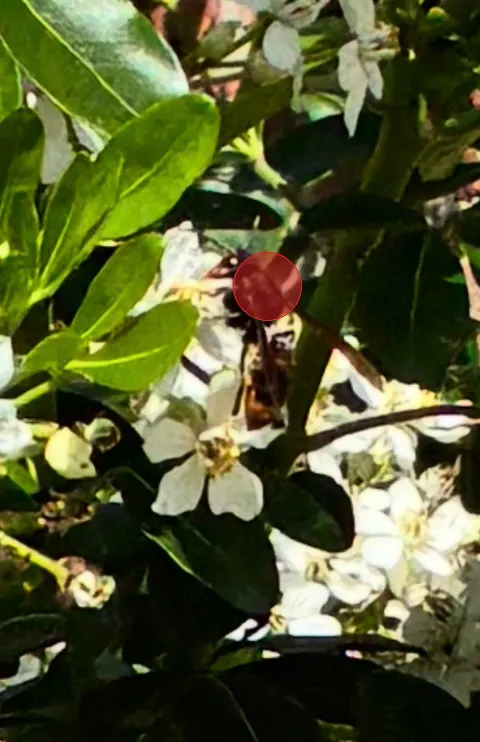 Signalement à Lille