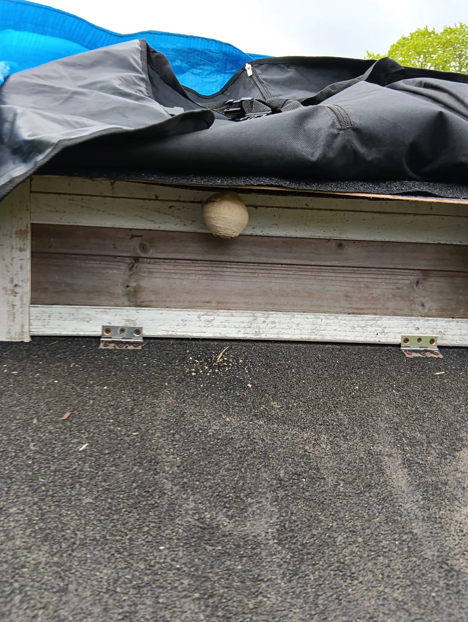 Nid de frelon asiatique à Buchy (76)