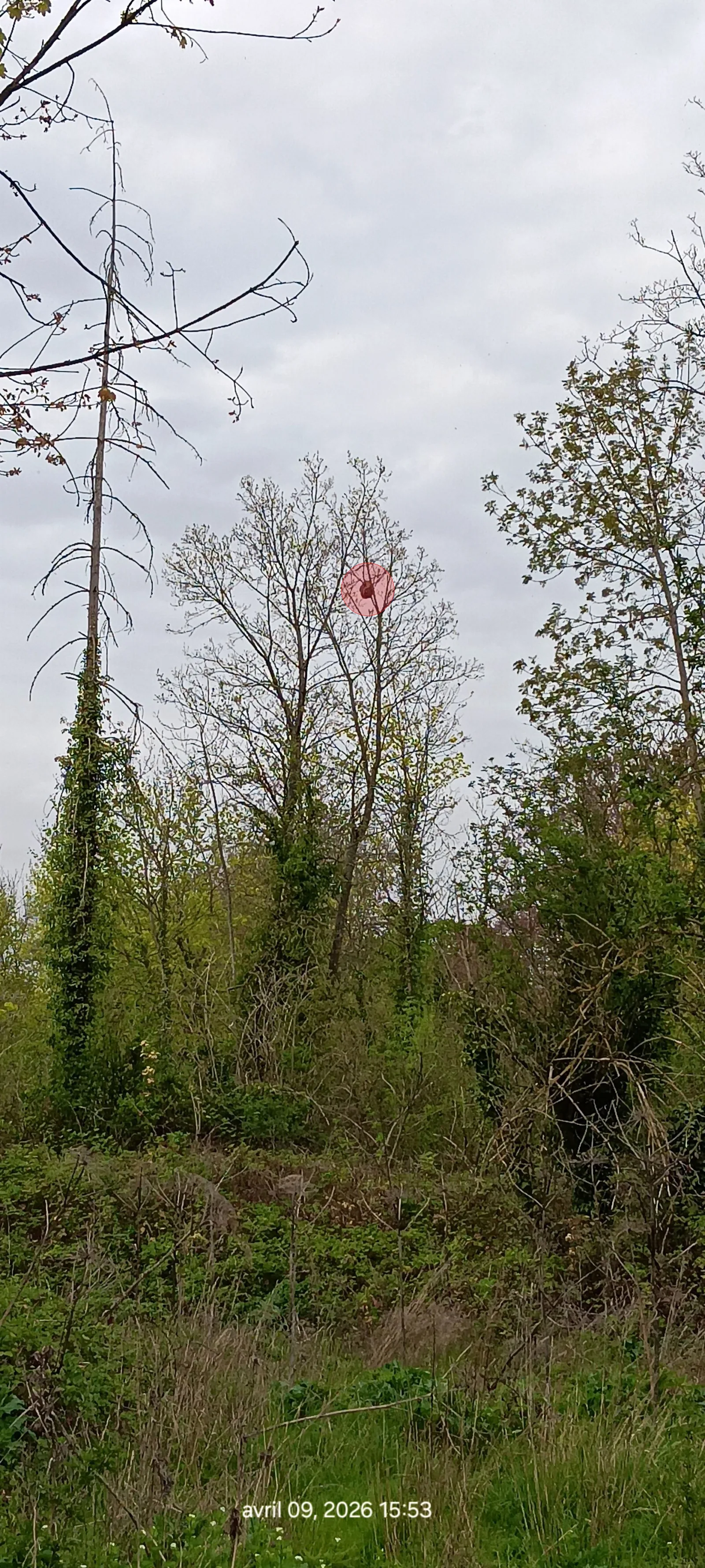 Nid de frelon asiatique à Proville (59)