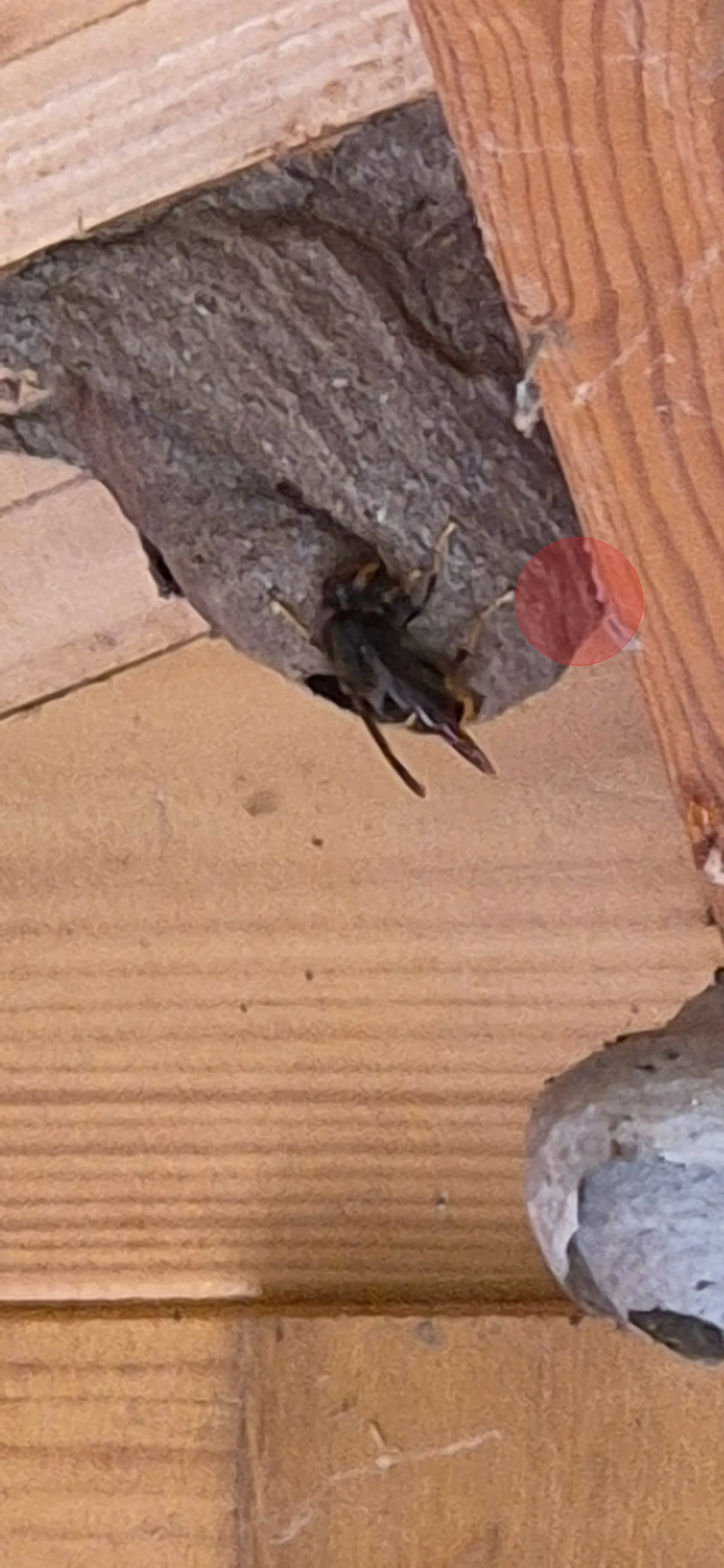 Nid de frelon asiatique à Trégastel (22)