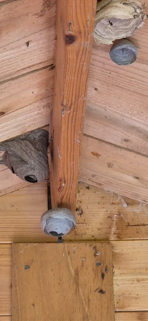 Photo du signalement #1093