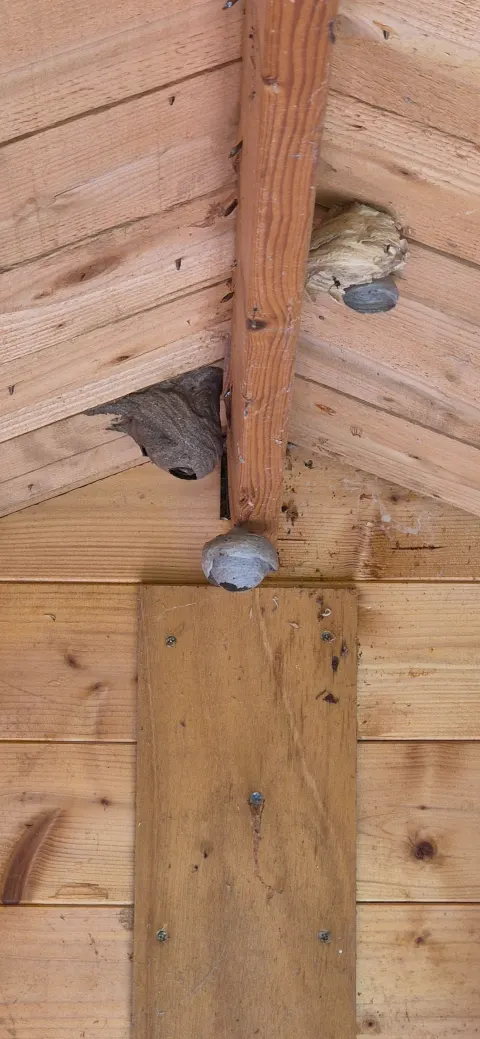 Photo du signalement #1093