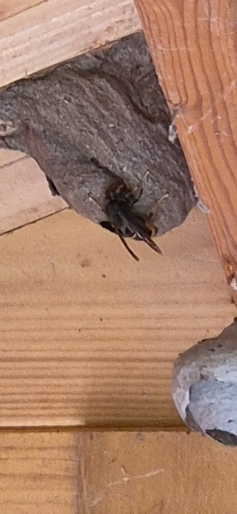 Photo du signalement #1093