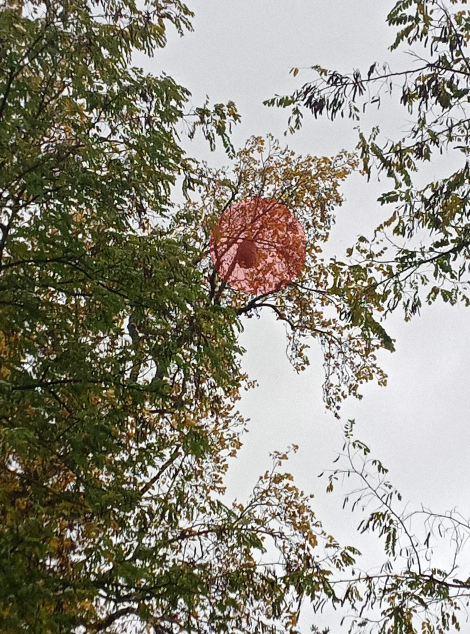 Nid de frelon asiatique à Bourguignon-lès-Conflans (70)