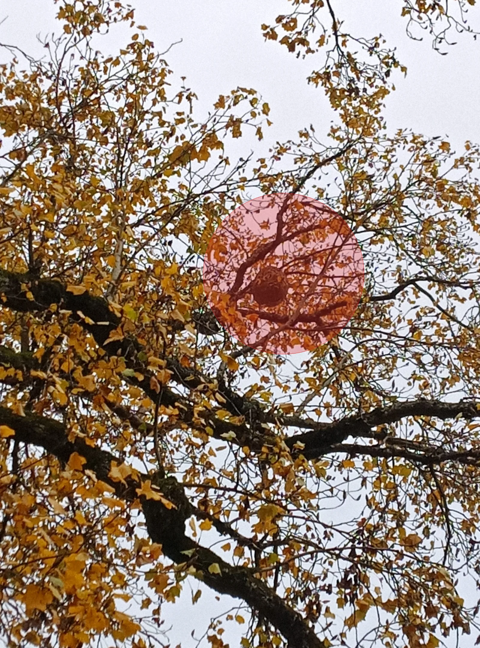Nid de frelon asiatique à Bourguignon-lès-Conflans (70)