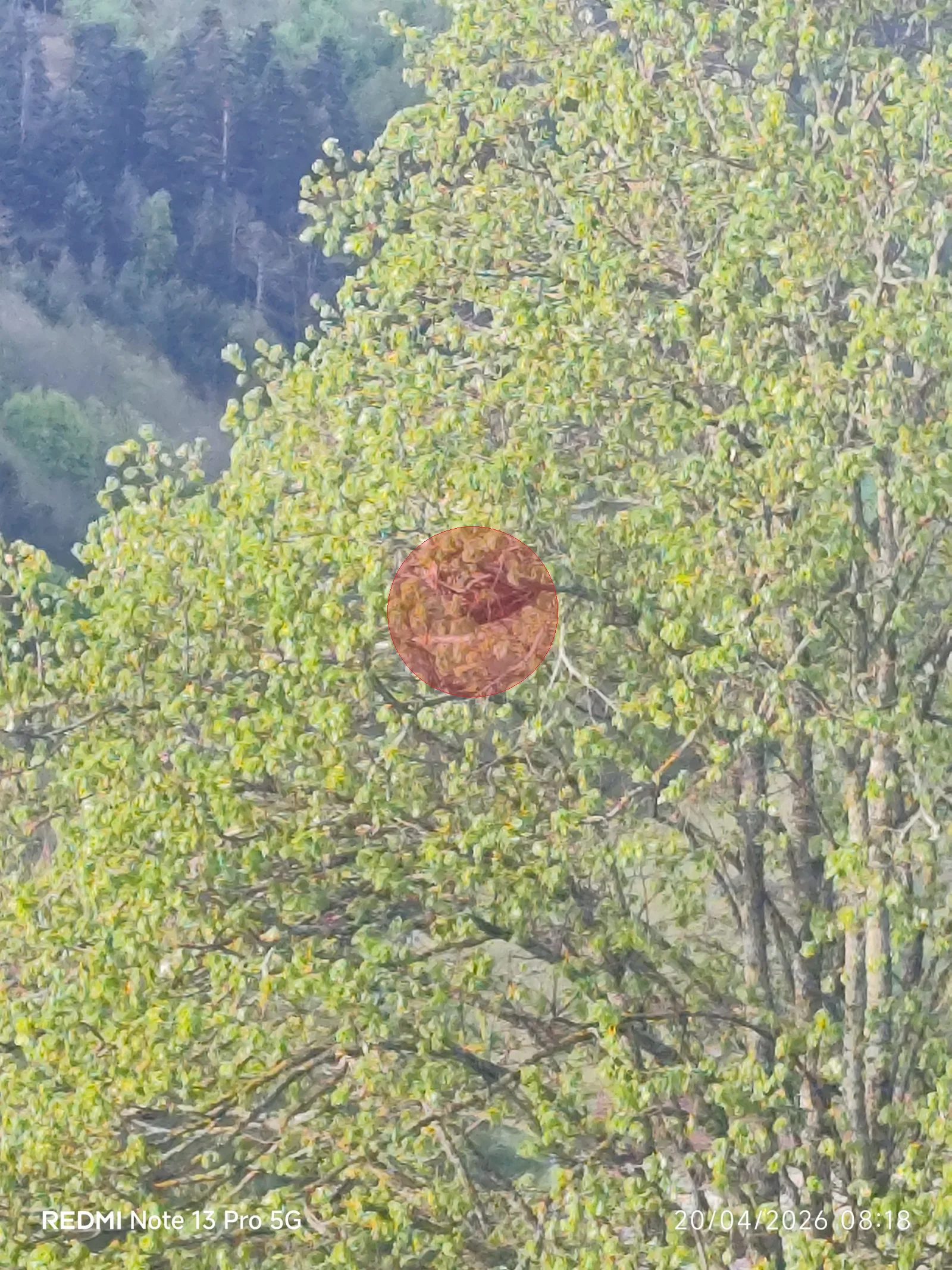 Nid de frelon asiatique à Bourg-Argental (42)
