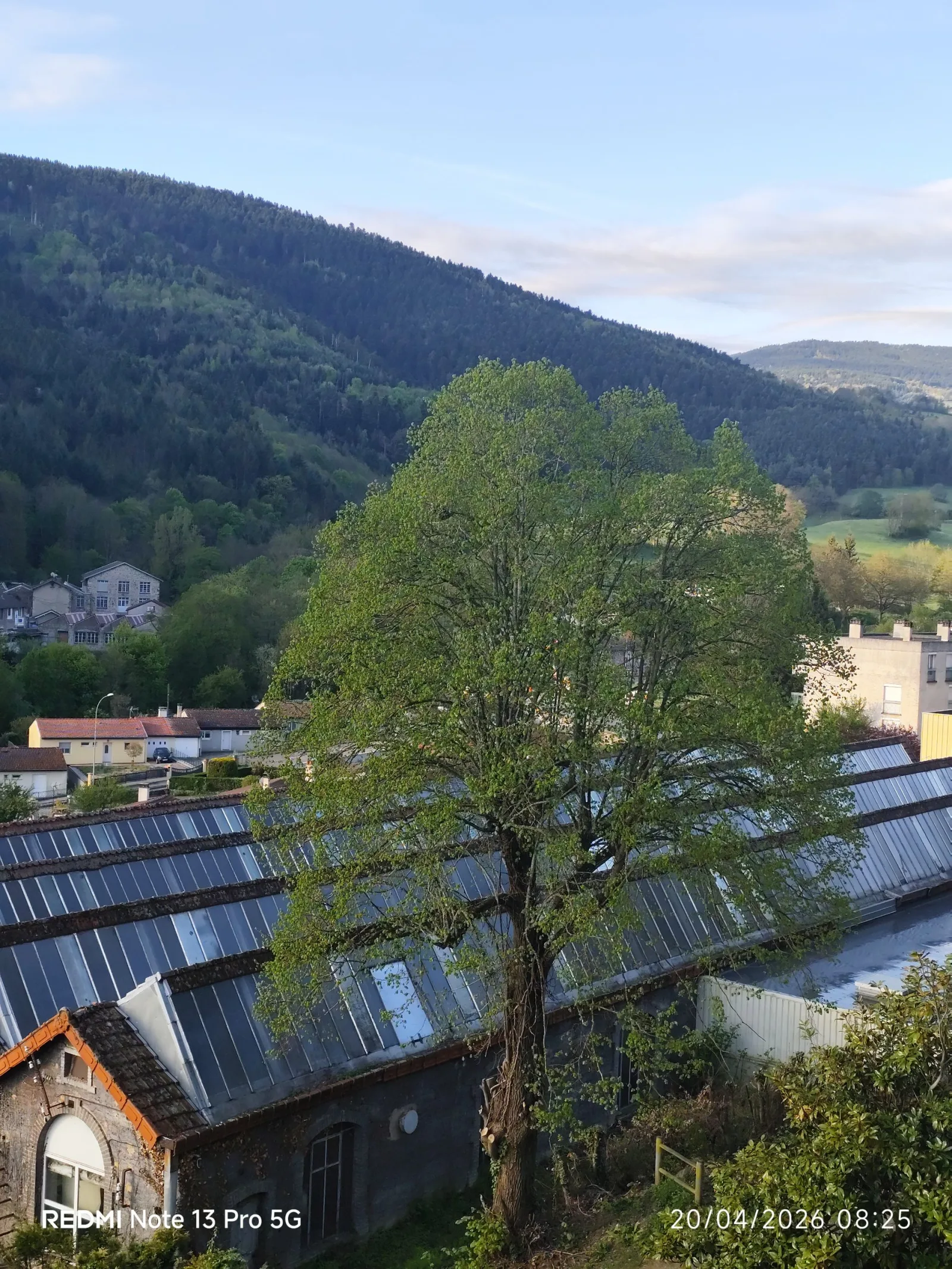 Nid de frelon asiatique à Bourg-Argental (42)