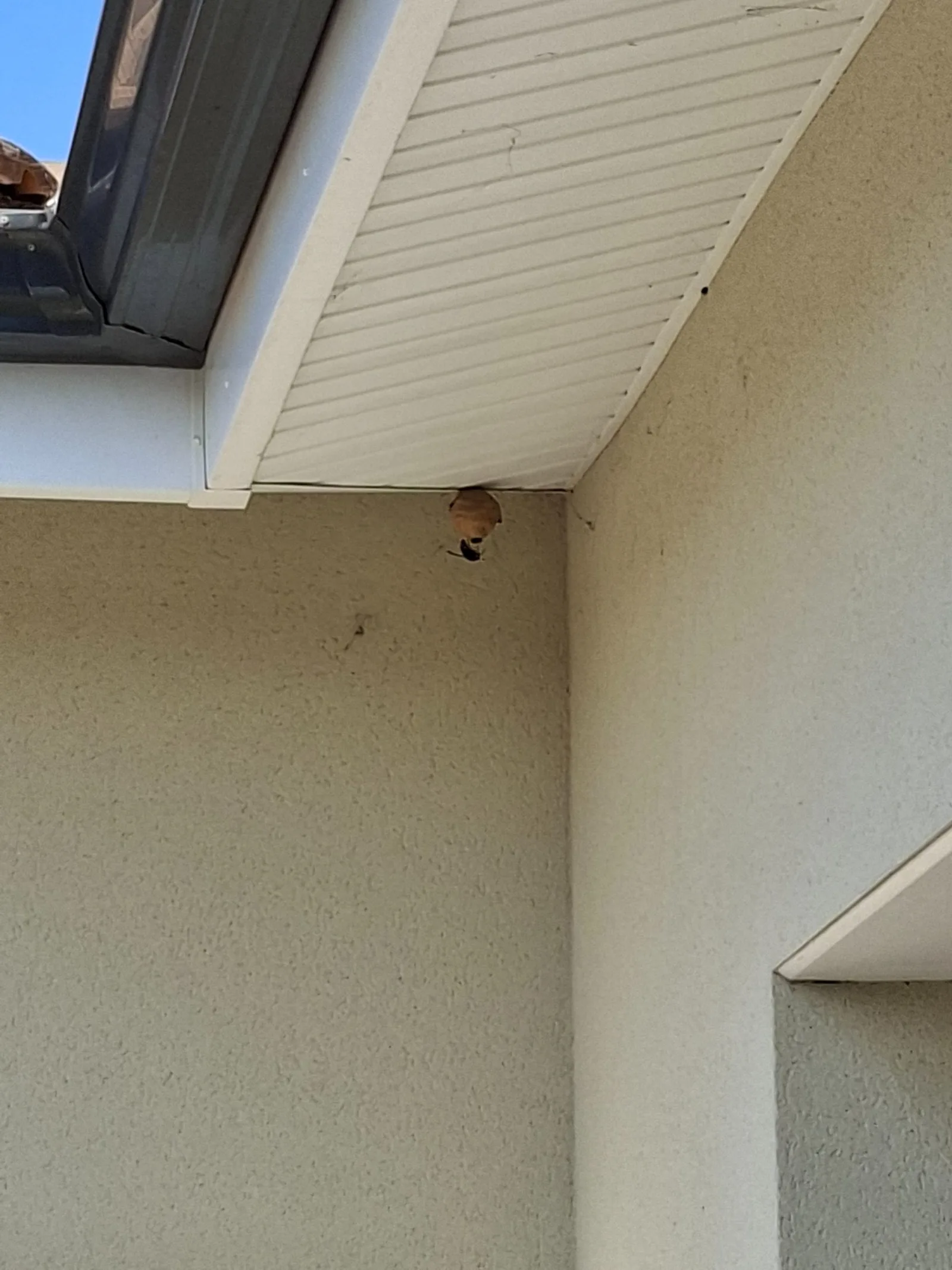 Nid de frelon asiatique à Le Haillan (33)