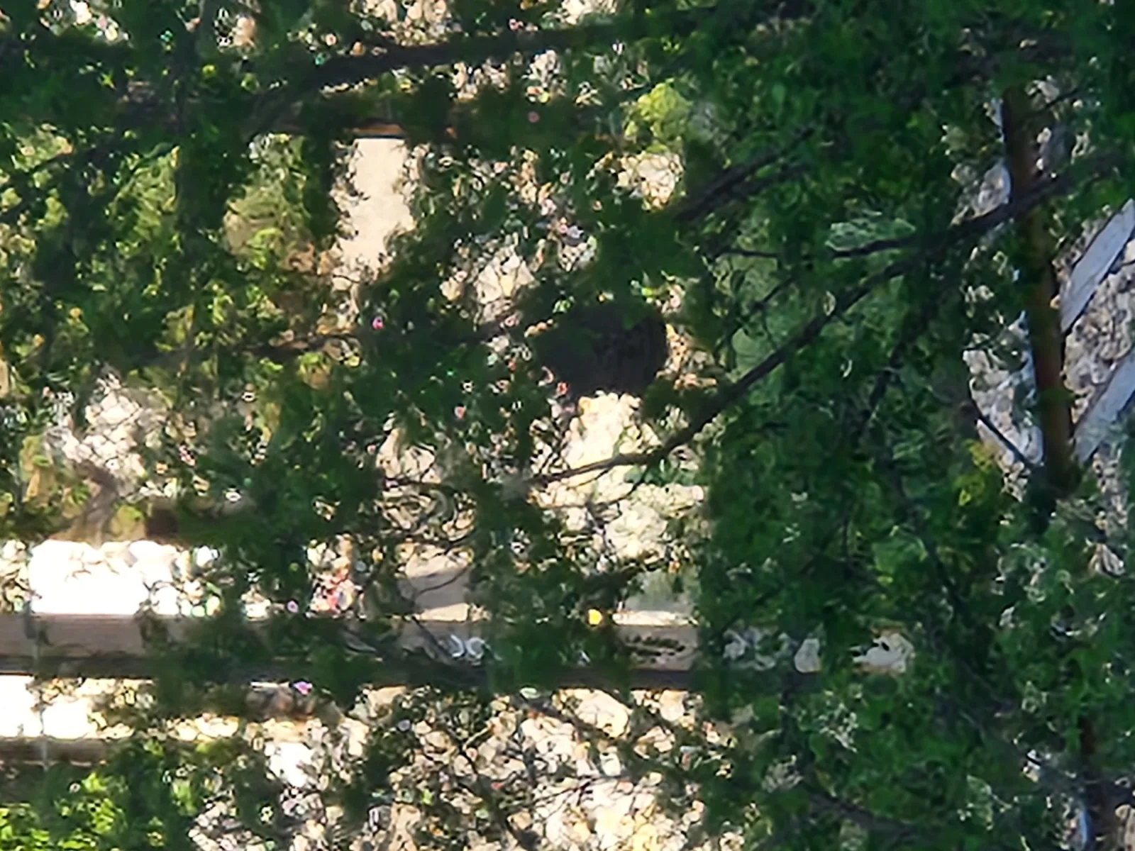 Nid de frelon asiatique à Marseille